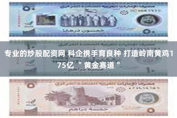 专业的炒股配资网 科企携手育良种 打造岭南黄鸡175亿 ＂黄金赛道＂