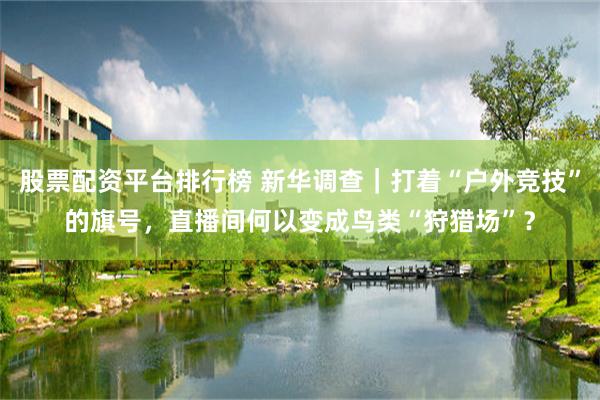 股票配资平台排行榜 新华调查｜打着“户外竞技”的旗号，直播间何以变成鸟类“狩猎场”？